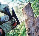 Best Hazardous Tree Removal  in Iona, ID