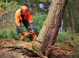 Best Utility Line Clearance  in Iona, ID