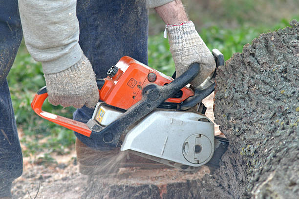Best Lawn Disease Treatment  in Iona, ID